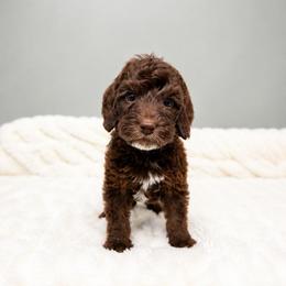 Harvest - Chocolate male Australian Labradoodle puppy in Springfield, Ohio from Dawson & Daryn's Royal Companions