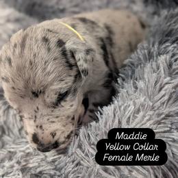 Maddie - Merle female Great Dane puppy in Brooksville, Florida from Follow My Lead Great Danes