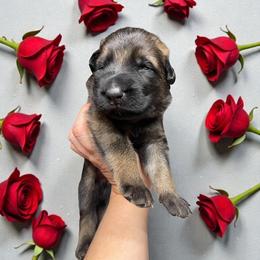 Dorado - Sable male German Shepherd puppy in Oakland, Oregon from VHM German Shepherds