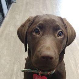 Labrador Retriever All Grown Up from Wagner's Retrievers