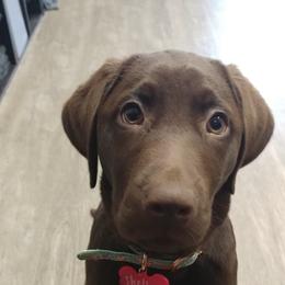Labrador Retriever All Grown Up from Wagner's Retrievers