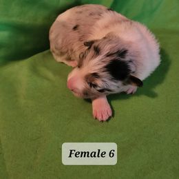 Border Collie Puppies from Blue Cypress Stock dogs