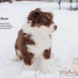Ribbon - Red tri-color female Australian Shepherd puppy in Red Bud, Illinois from Authentic Aussies