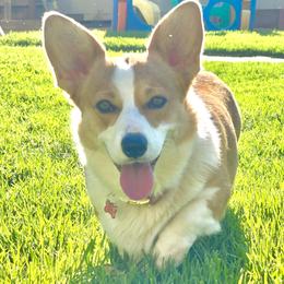 Harper - Pembroke Welsh Corgi