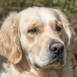 Gilbert - Golden Retriever