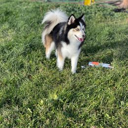 Blue - Pomsky