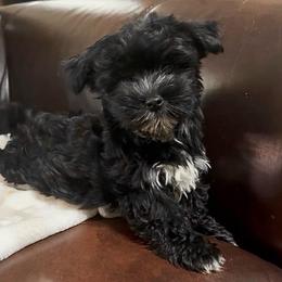 Jewels - Black and white female Companion Cross puppy in Lancaster, South Carolina from 3 Bs Havanese-PUPPIES with  PURPOSE