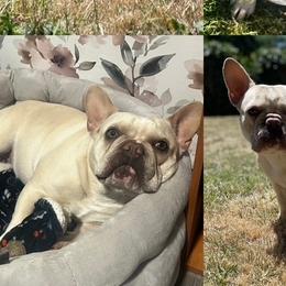 Ivory - French Bulldog