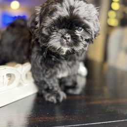 YamiYo 'Yami' - Black and white female Shih Tzu puppy in Riverside, California from ShihTzuki Pups Of Riverside