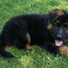 German Shepherds from Wind Dancer Kennels