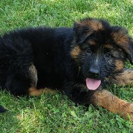 German Shepherds from Wind Dancer Kennels