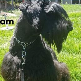 Lizzy - Giant Schnauzer