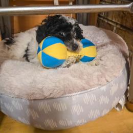 Pepper - White female Poodle puppy in Sonora, Kentucky from Little Land of Puppies