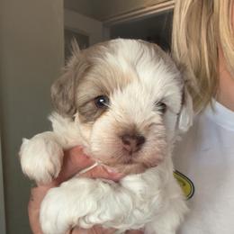 Marlin - Parti male Schnoodle puppy in Sonora, California from What’s Up Doods