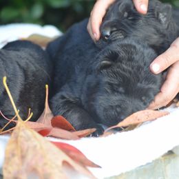 German Shepherd Puppies from Haus Godwin