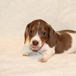 Maci 3500 - Piebald female Dachshund puppy in Coldwater, Mississippi from Mississippi Shorties Miniature Dachshunds