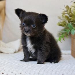 Bowie 3550 - Blue male Chihuahua puppy in Beaumont, Texas from Down south pups