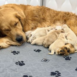 Boy 3 - Light golden male Golden Retriever puppy in Sacramento, California from Creamy Retrievers