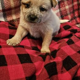 Red - Red speckled female Australian Cattle Dog puppy in Sneedville, Tennessee from JoAnn's Australian Cattle Dogs