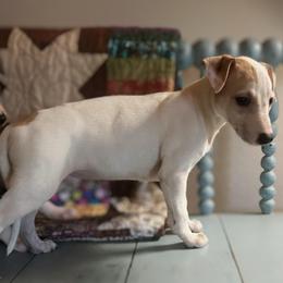 Cupid - White and fawn male Whippet puppy in Oneida, Tennessee from Saving Grace