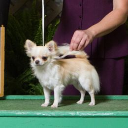 Dance - Chihuahua