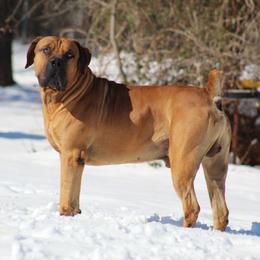 Barbarian Jagger - Boerboel