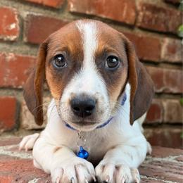 Cooper - Piebald male Dachshund puppy in Arcadia, California from Cruz Industries - Dachshund Company & French Bulldog Company