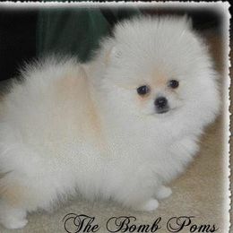Pomeranian Puppies from The Bomb Poms