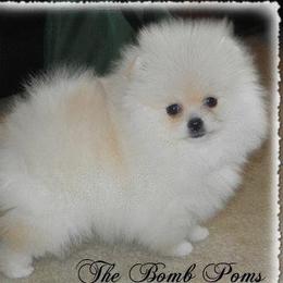 Pomeranian Puppies from The Bomb Poms