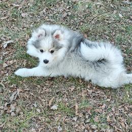 Pomsky Puppies from Idaho Pomsky