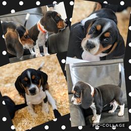 Beagle Puppies from Jennifer Knapp's Beagles