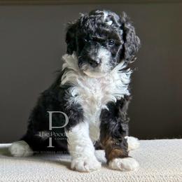 Onyx - Black and white male Bernedoodle puppy in Tulsa, Oklahoma from The Poodle Co. Raising Doodles & Poodles
