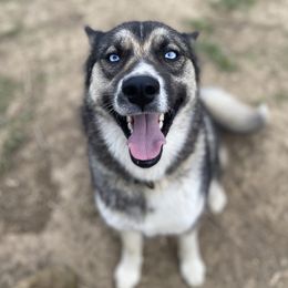 Sylvi - Siberian Husky