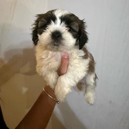 Girl 1 - Sable and white female Shih Tzu puppy in Seguin, Texas from Dolled Up Shih Tzus