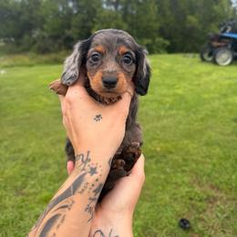James - Dapple male Dachshund puppy in Fort Myers, Florida from Sawyer’s Teenie Weenies