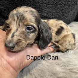 Dapple Dan - Dapple male Dachshund puppy in Cabool, Missouri from Dachshund's of Country Magic Farms in Missouri