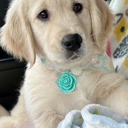 Golden Retriever Puppies from Gaddis Golden Retrievers
