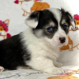 Colt - Black and tan male Pembroke Welsh Corgi puppy in Woodland, Washington from MB Acres Corgis