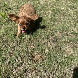 Sunny - Ruby female Cavalier King Charles Spaniel puppy in Gainesville, Georgia from Cavaliers of Chestatee
