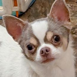 Augie - Chihuahua