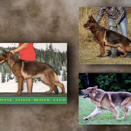 Mystery - German Shepherd