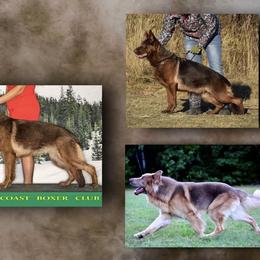 Mystery - German Shepherd