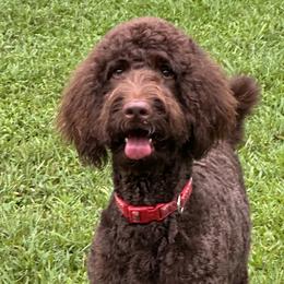 Goldendoodles from New Caney Doodles