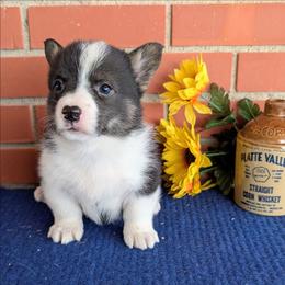 Betsy - Brindle and white female American Corgi puppy in Shawnee, Oklahoma from Sunray Ranch