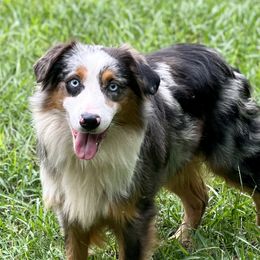 Ares - Miniature Australian Shepherd
