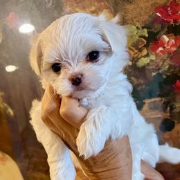 Girl 1 - White female Maltese puppy in North Port, Florida from Sandykov