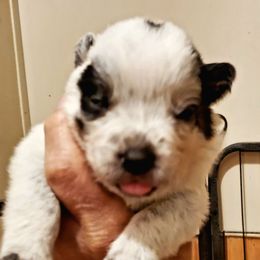 Spotted - Blue speckled female Australian Cattle Dog puppy in Lenoir, North Carolina from Blue Coyote Ranch