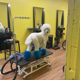 Cotton - Goldendoodle