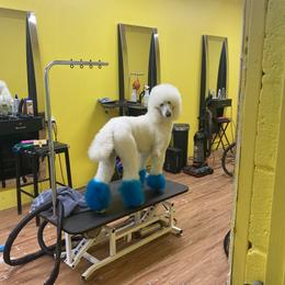 Cotton - Goldendoodle