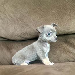 Tiny teacup Princess - Blue and tan female Chihuahua puppy in Alvord, Texas from Gift of Gods Favor